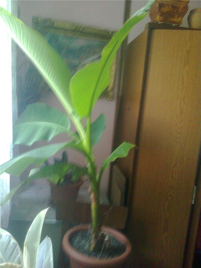 banana1